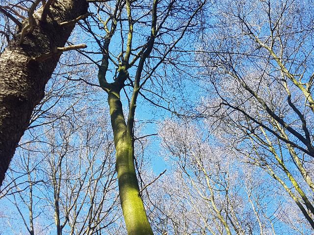 Drie bomen